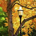 Lamp in Lithia Park