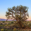 Old Growth Cholla Cactus view 2