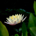 Peekaboo Lemon Water Lily