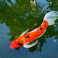 Pensive Koi