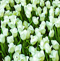 White Tulips on Green