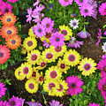 Colorful Spring Daisies
