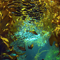 Inside The Kelp Forest