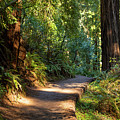 Morning Light on a Muir Woods Path